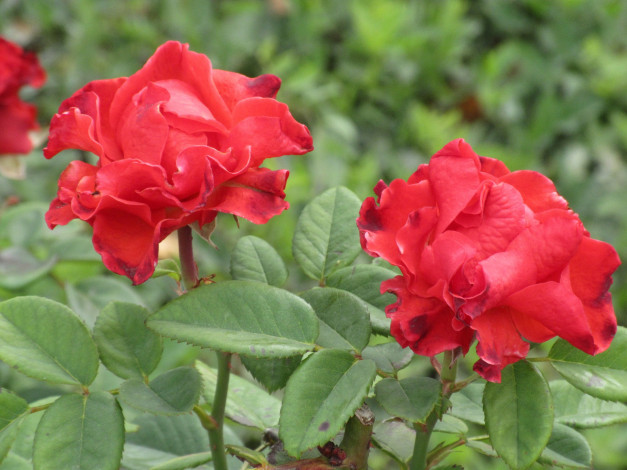 Обои картинки фото цветы, розы, осень