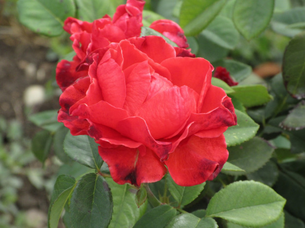 Обои картинки фото цветы, розы, осень