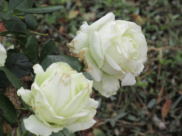 Обои картинки фото цветы, розы, осень