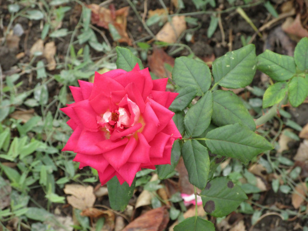 Обои картинки фото цветы, розы, осень