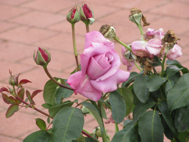 Обои картинки фото цветы, розы, осень