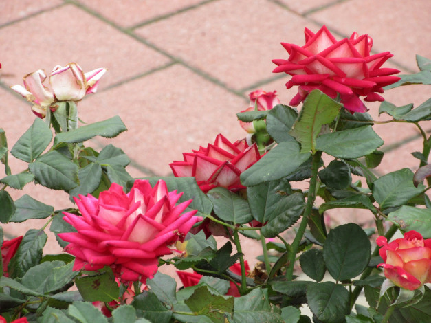 Обои картинки фото цветы, розы, осень