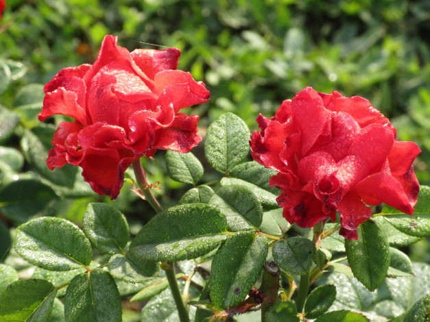 Обои картинки фото цветы, розы, осень