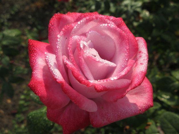 Обои картинки фото цветы, розы, осень