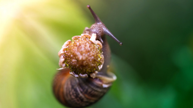 Обои картинки фото животные, улитки, макро, улитка, рожки, цветок