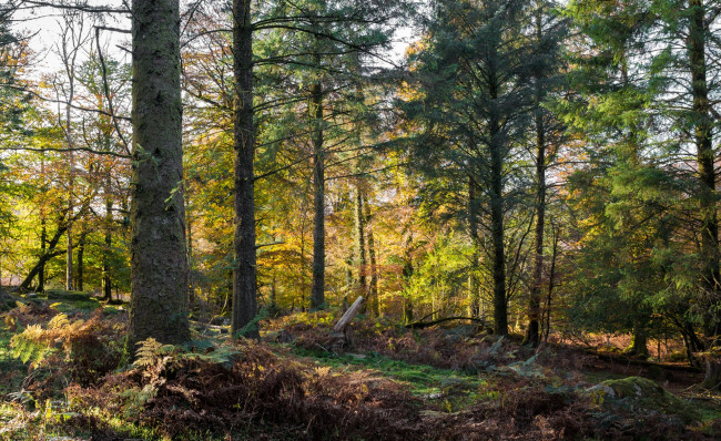 Обои картинки фото природа, лес, простор