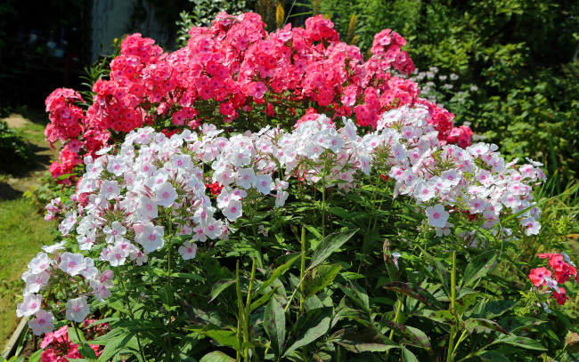 Обои картинки фото цветы, флоксы, белый, розовый