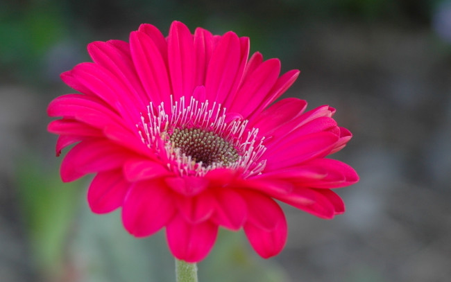 Обои картинки фото цветы, герберы, фон, цветок, розовая, гербера