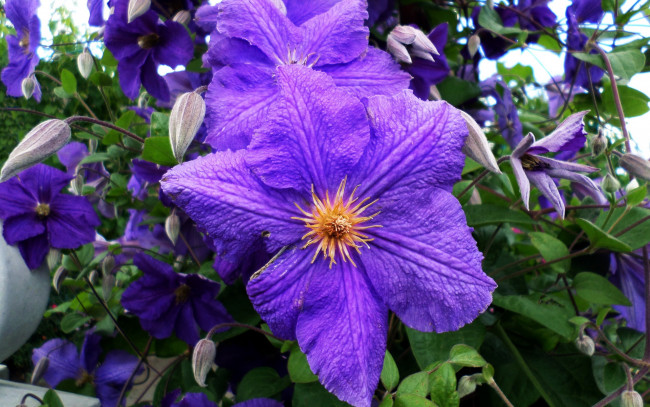 Обои картинки фото цветы, клематис , ломонос, лиловый