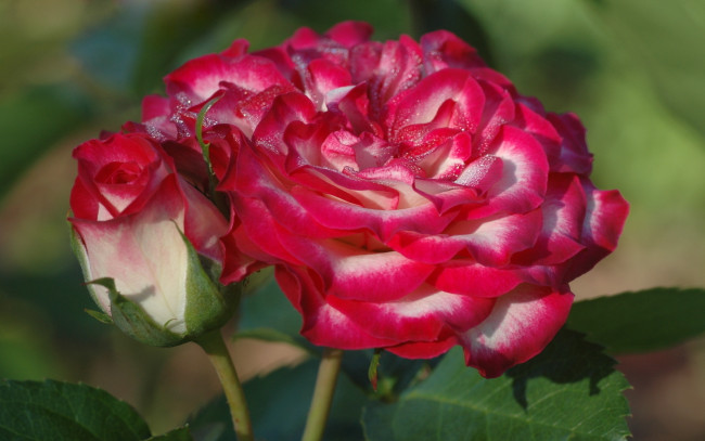 Обои картинки фото цветы, розы, bloom, bud, rose, цветение, бутон, роза