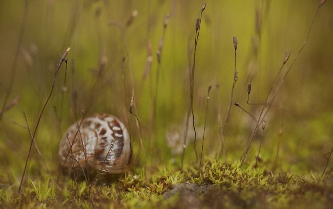 Обои картинки фото животные, улитки, стебли, кочка, трава, раковина, улитка