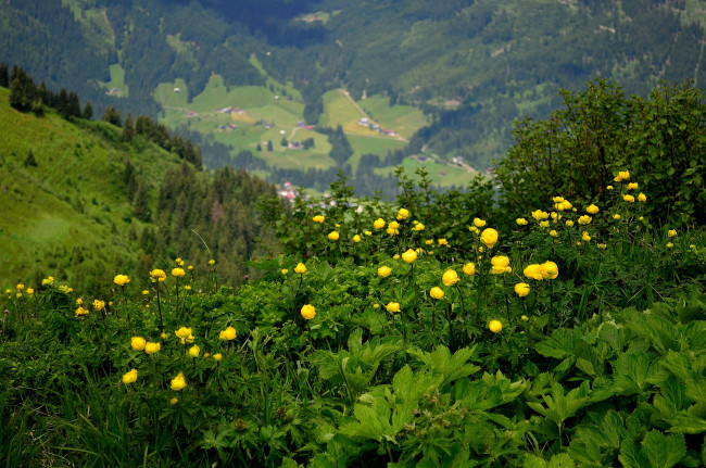 Обои картинки фото природа, луга, простор