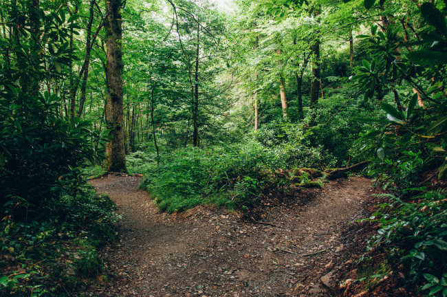 Обои картинки фото природа, лес, простор