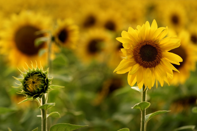 Обои картинки фото цветы, подсолнухи, лето, солнечно, тепло, ярко, природа