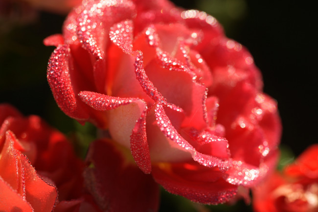 Обои картинки фото цветы, розы, blossoms, leaves, petals, bud, rose, цветение, листья, лепестки, бутон, роза