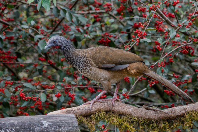 Обои картинки фото животные, птицы, природа, птица, ягоды, окрас, ветка, дерево, перья