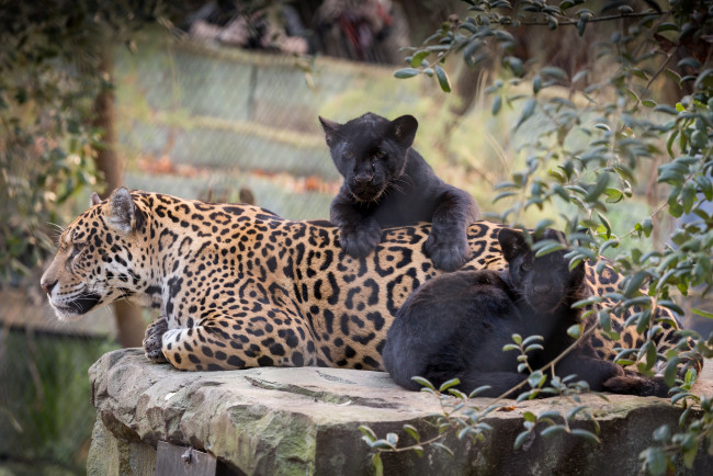 Обои картинки фото животные, Ягуары, мама, природа, малыш, ягуары, кошки