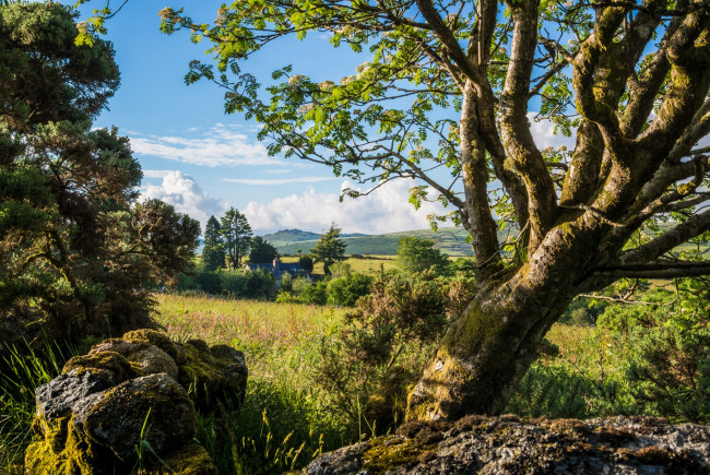 Обои картинки фото природа, деревья, простор