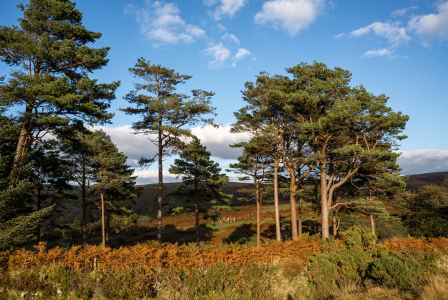 Обои картинки фото природа, лес, простор