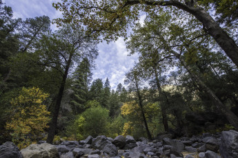 Картинка природа лес простор