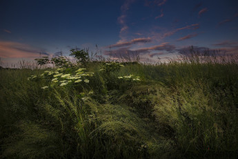 Картинка природа луга простор