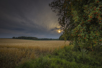 Картинка природа поля простор