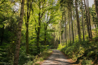 Картинка природа дороги простор