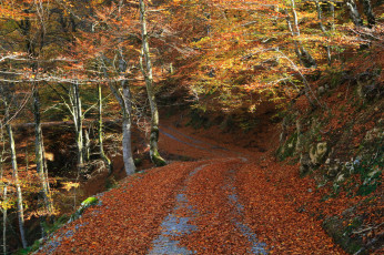 Картинка природа дороги простор