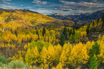 Картинка природа лес простор