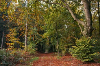 Картинка природа лес простор