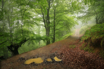 Картинка природа лес простор