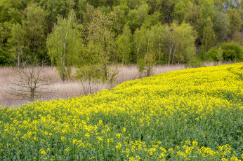 Картинка природа луга простор