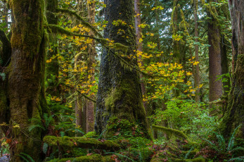 Картинка природа лес простор