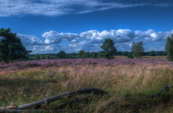 Картинка природа поля простор