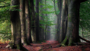 Картинка природа лес деревья