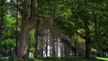 Картинка природа лес лето