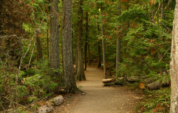 Картинка природа лес простор