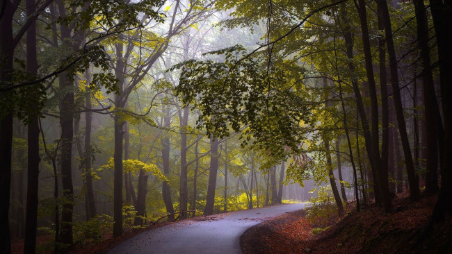 Обои картинки фото природа, дороги, дорога, лес