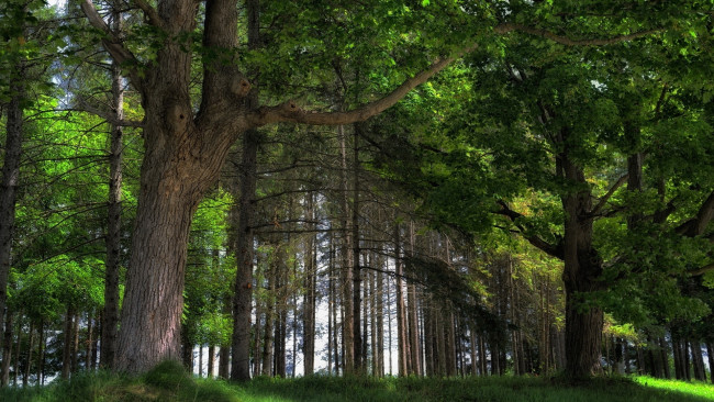 Обои картинки фото природа, лес, лето