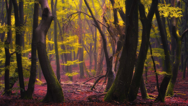 Обои картинки фото природа, лес, осень