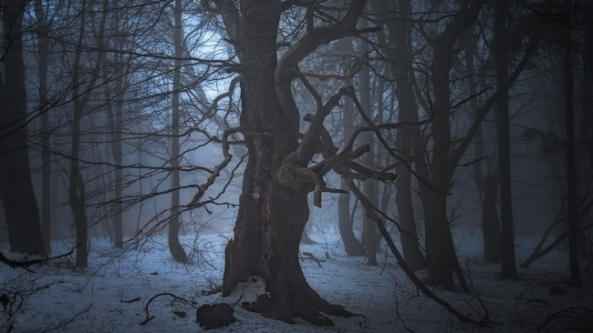 Обои картинки фото природа, лес, зима