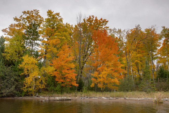 Обои картинки фото природа, лес, простор