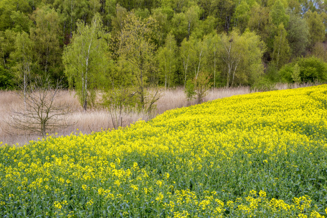 Обои картинки фото природа, луга, простор