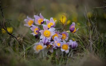 Картинка цветы анемоны +сон-трава сон-трава