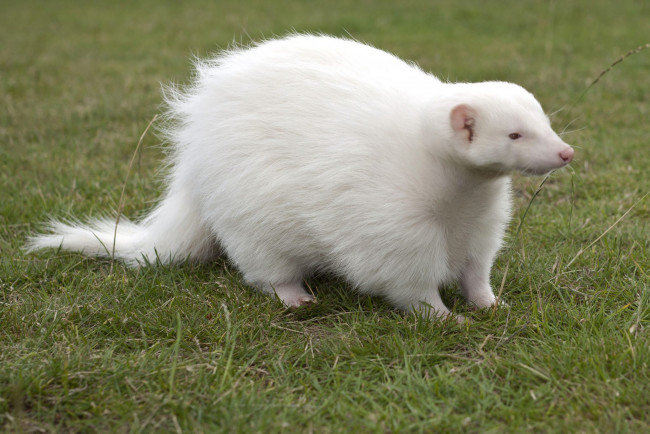 Обои картинки фото росомаха альбинос, животные, росомахи, росомаха, альбинос, белая, аномалия, животное, хищник, млекопитающее, куньи, опасное, мех, когти