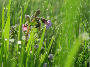 Картинка цветы луговые+ полевые +цветы луг