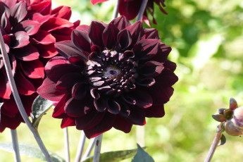 обоя цветы, георгины, макро, георгин, бордо