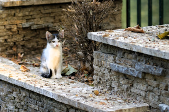 Картинка животные коты котенок развалины листья осень