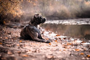 Картинка животные собаки питбуль собака озеро деревья осень листья