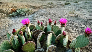 обоя цветы, кактусы, пустыня, колючки